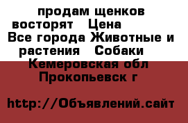 продам щенков восторят › Цена ­ 7 000 - Все города Животные и растения » Собаки   . Кемеровская обл.,Прокопьевск г.